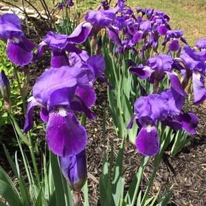 Meet your Posher, Betty